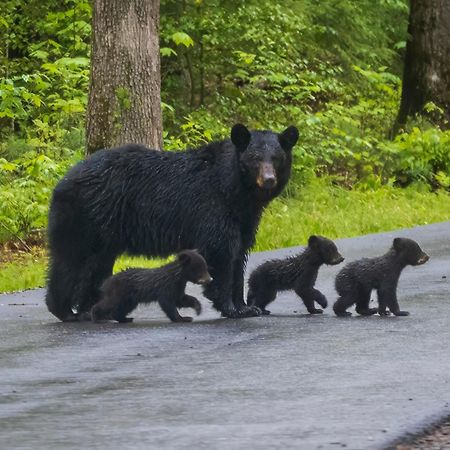 Her Majesty'S Way, Awesome Mtn Views, 1089 Free Tickets Each Paid Day, Dollywood And More Gatlinburg Exterior photo